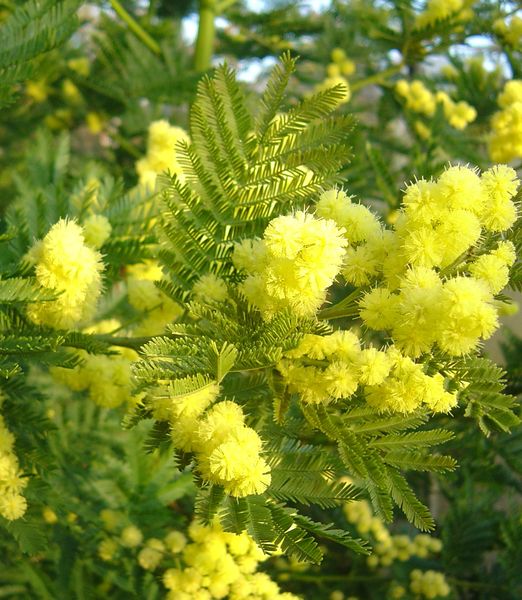 Acacia dealbata 'Gaulois Astier'